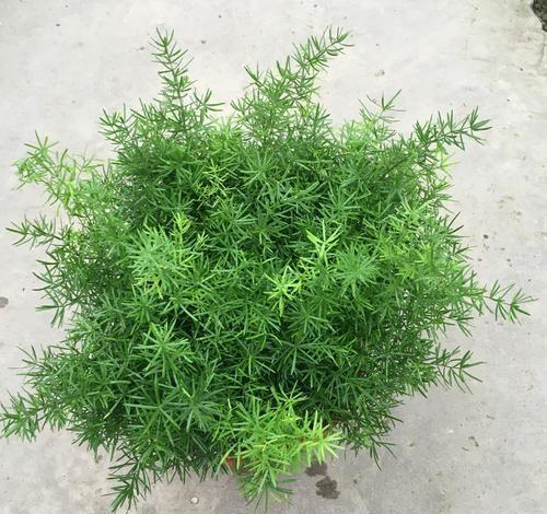 如何养护好天门冬？