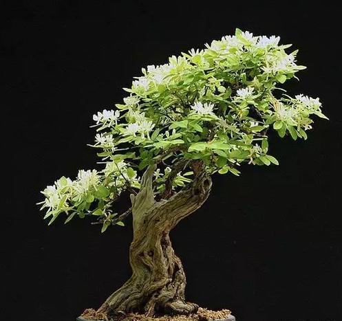 盆栽金银花，观赏价值高，要如何管理呢？