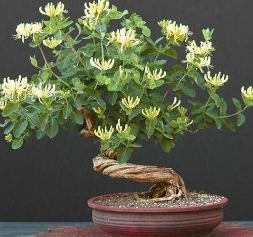 盆栽金银花，观赏价值高，要如何管理呢？