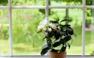 枙子花，芳香素雅、绿叶白花，盆栽要如何管理呢？