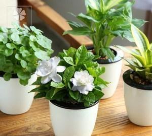 枙子花，芳香素雅、绿叶白花，盆栽要如何管理呢？
