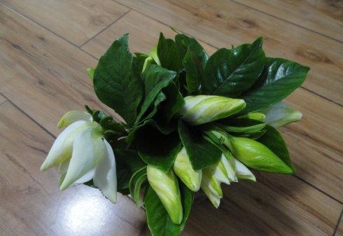 枙子花，芳香素雅、绿叶白花，盆栽要如何管理呢？