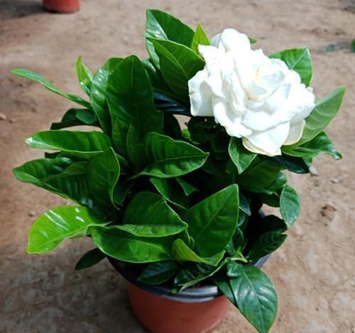 枙子花，芳香素雅、绿叶白花，盆栽要如何管理呢？