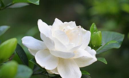 枙子花，芳香素雅、绿叶白花，盆栽要如何管理呢？