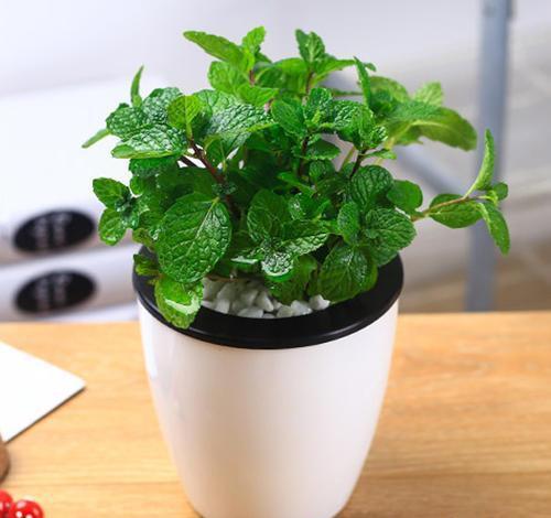 薄荷如何养护，可以扦插吗？