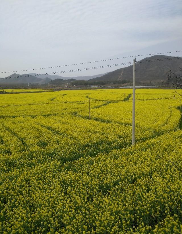 夏天收割机用什么机油好？