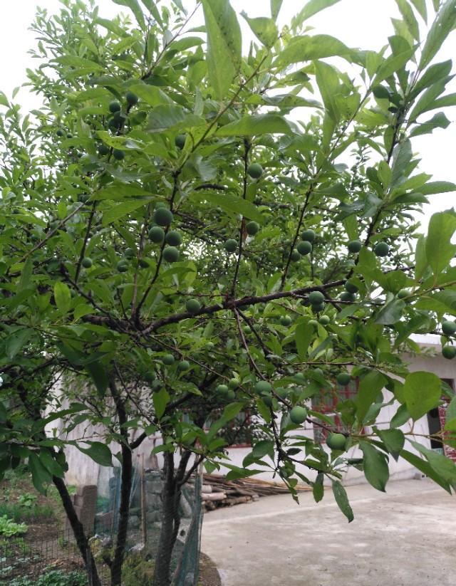 用什么叶面肥使三华李早熟？