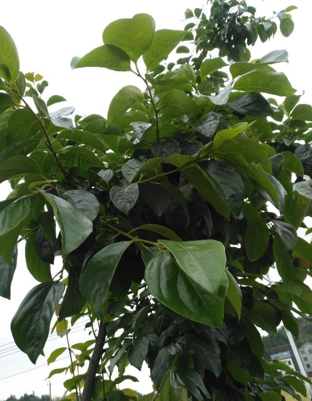 桃子施水溶肥能提前成熟吗？