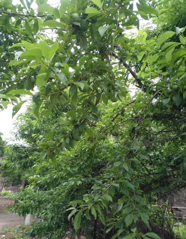 桃子施水溶肥能提前成熟吗？