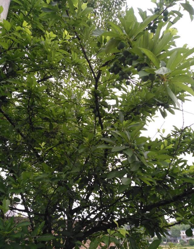 桃子施水溶肥能提前成熟吗？
