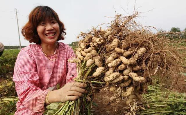 现在播种花生，每亩地种多少斤花生种子合适？