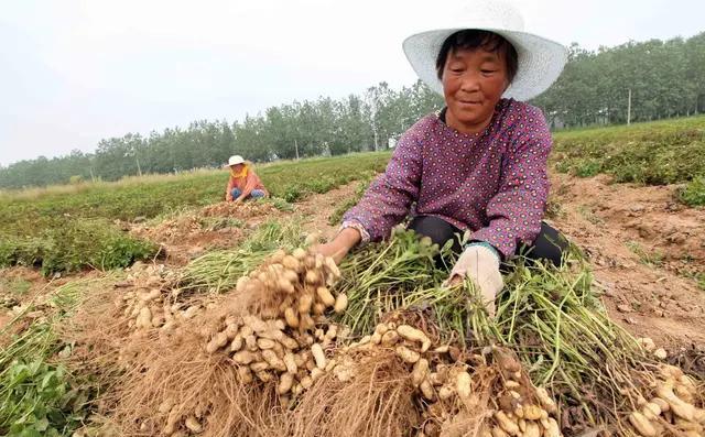 现在播种花生，每亩地种多少斤花生种子合适？