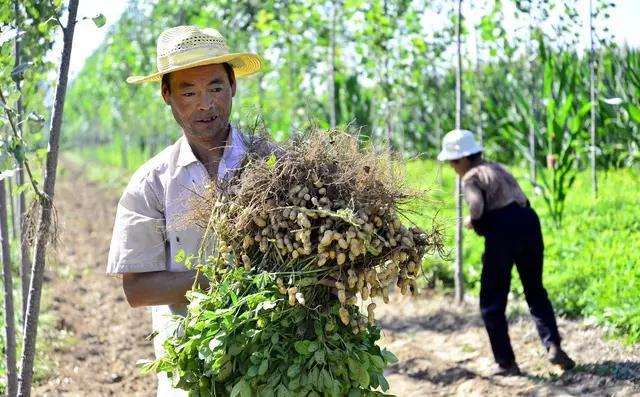 现在播种花生，每亩地种多少斤花生种子合适？