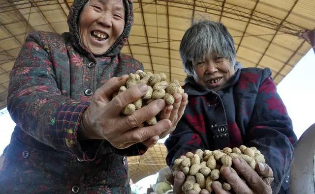 现在播种花生，每亩地种多少斤花生种子合适？