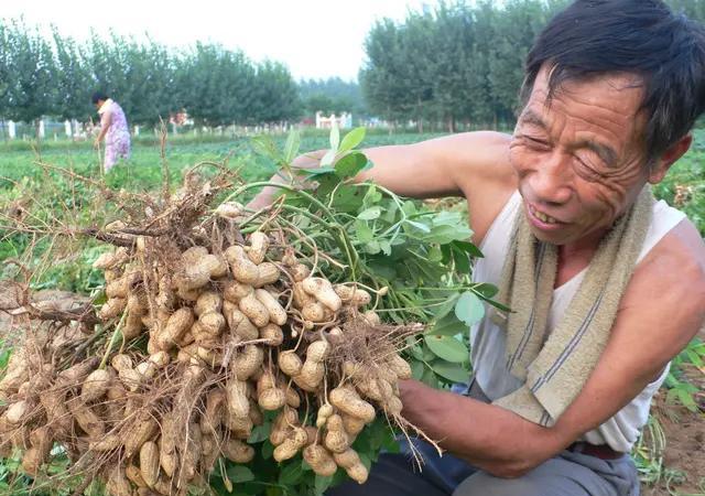 现在播种花生，每亩地种多少斤花生种子合适？