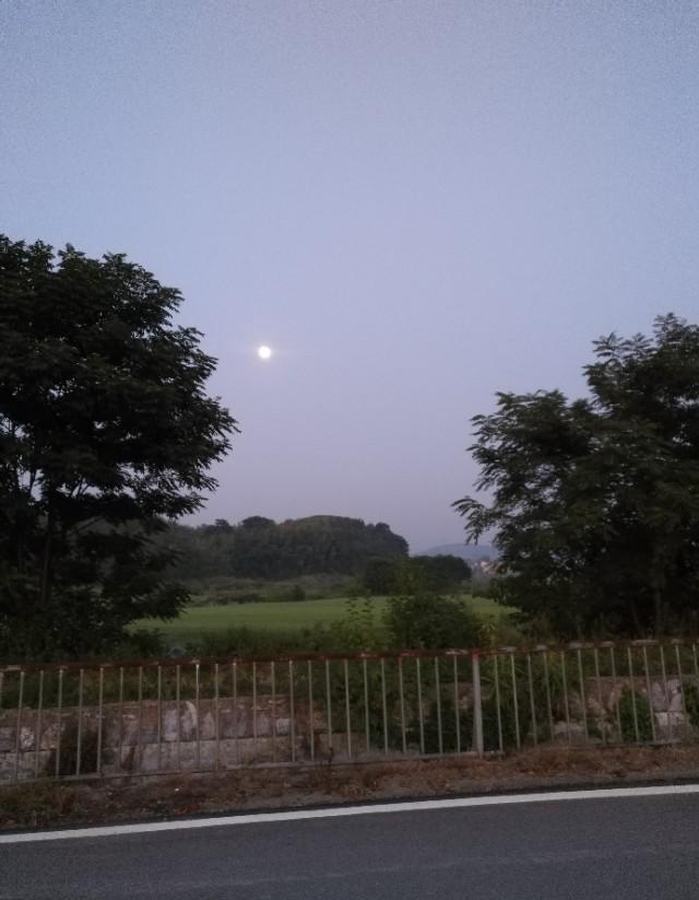 移栽6公分香樟要不要挖机翻土挖坑，什么办法最有效？