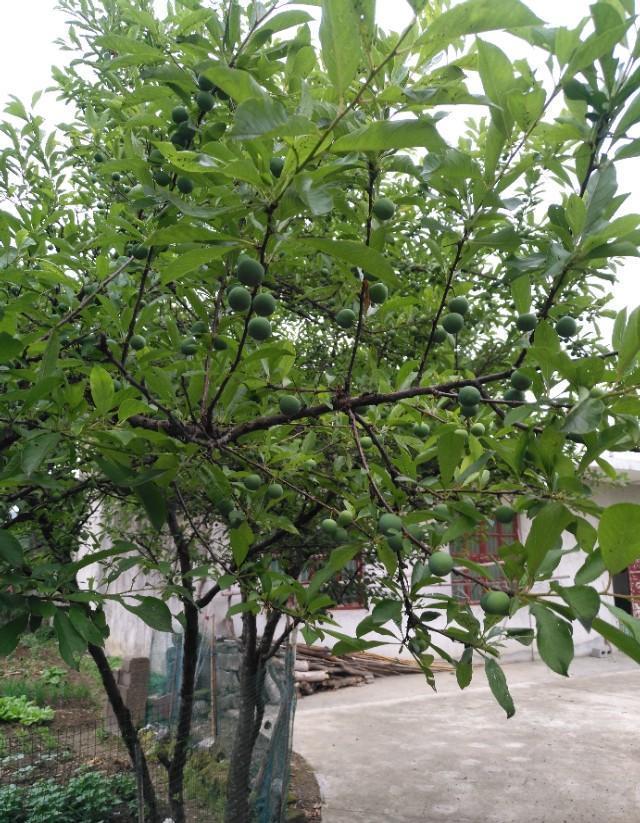 果树下雨后可以喷洒农药吗？