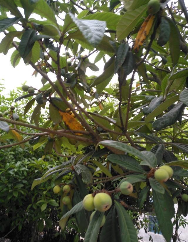 果树下雨后可以喷洒农药吗？