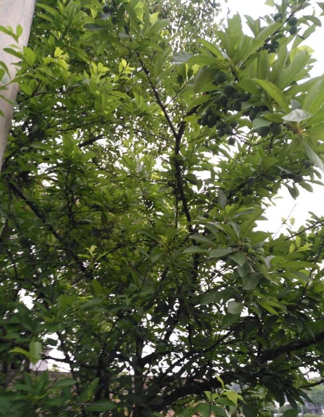 果树下雨后可以喷洒农药吗？