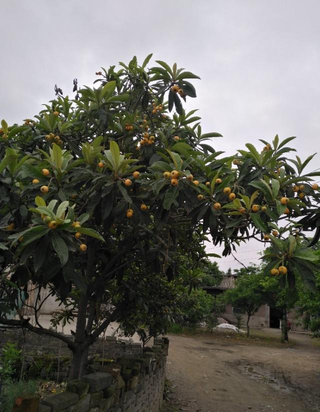 果树下雨后可以喷洒农药吗？