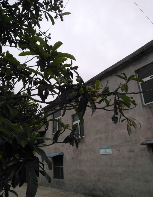 果树下雨后可以喷洒农药吗？
