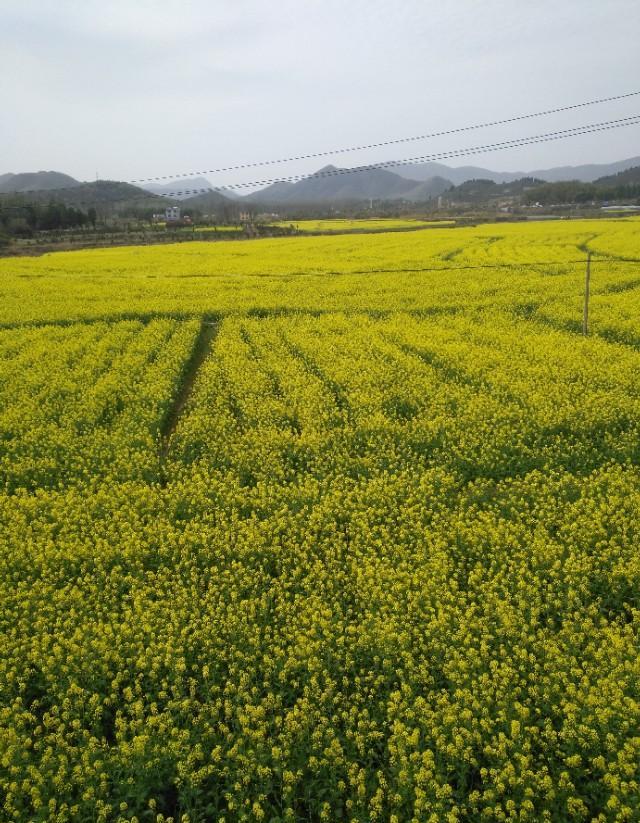三年后的农村会是个什么样子呢？
