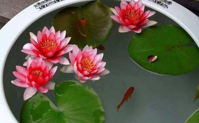 睡莲移栽要不要浸水？