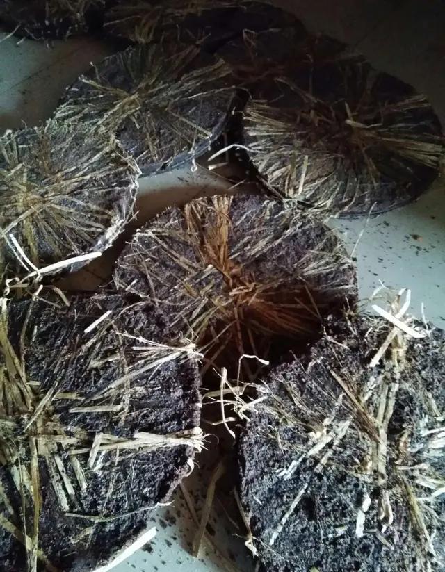 茶枯适合给刚刚种的果树苗做肥料吗？
