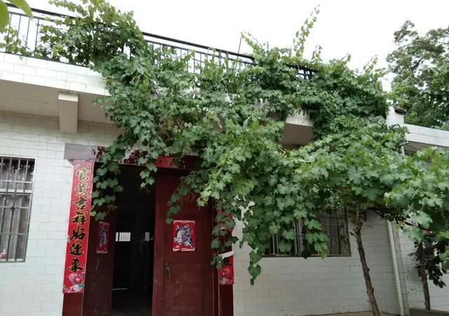 刚移栽的葡萄老桩有了花骨朵了，能不能留？