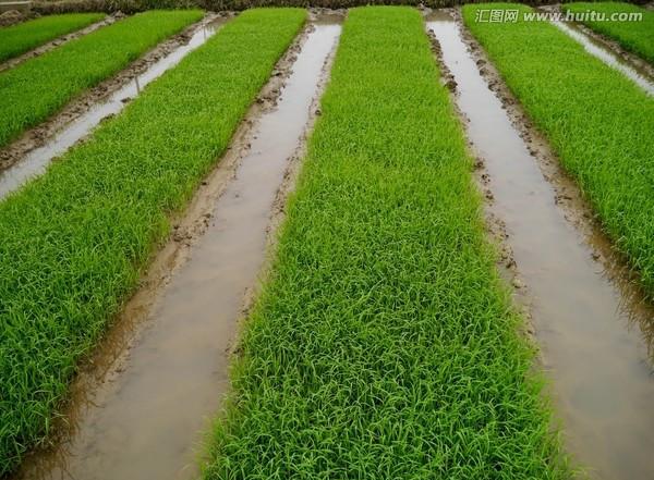 水浸水稻苗床是否能够促进稻苗盘根壮秧？