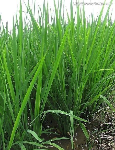 水浸水稻苗床是否能够促进稻苗盘根壮秧？