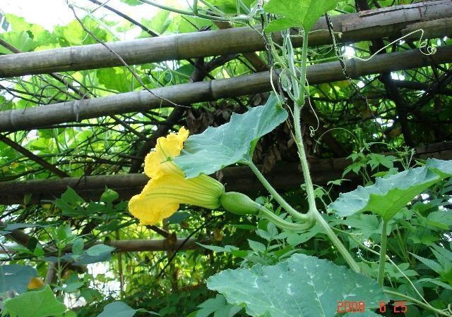 2020清明节前后，农家院子里可以种植哪些瓜果蔬菜？