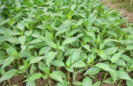 2020清明节前后，农家院子里可以种植哪些瓜果蔬菜？