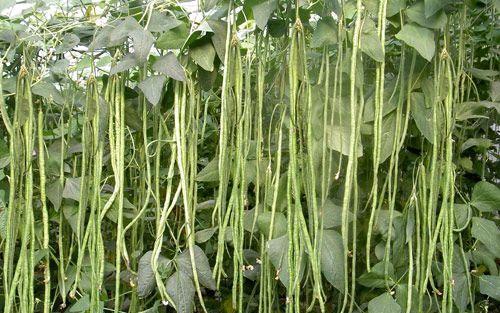 2020清明节前后，农家院子里可以种植哪些瓜果蔬菜？