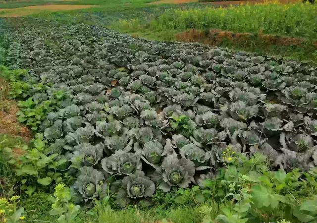 哪些蔬菜一般不用药水或催熟剂？