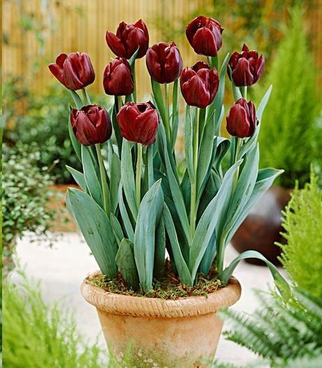 郁金香,花色繁多,室内栽培要如何管理?