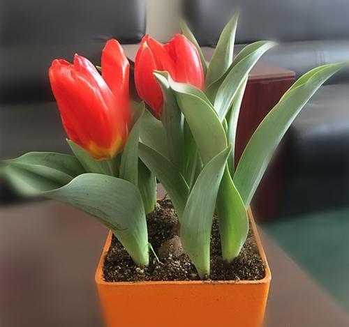 郁金香,花色繁多,室内栽培要如何管理?