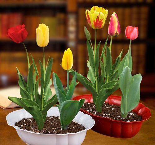 郁金香,花色繁多,室内栽培要如何管理?