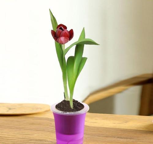 郁金香,花色繁多,室内栽培要如何管理?