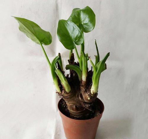 滴水观音,整株皆有毒,室内盆栽要如何管理呢?