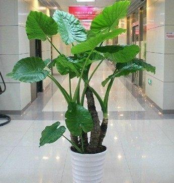 滴水观音,整株皆有毒,室内盆栽要如何管理呢?