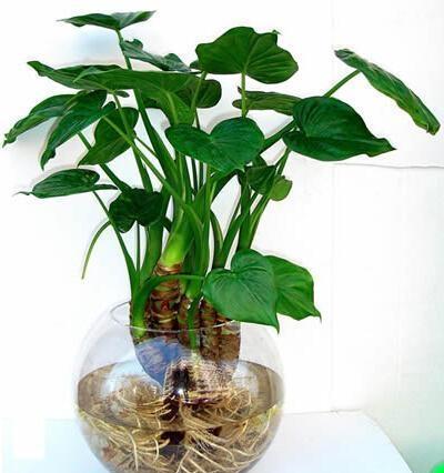 滴水观音,整株皆有毒,室内盆栽要如何管理呢?