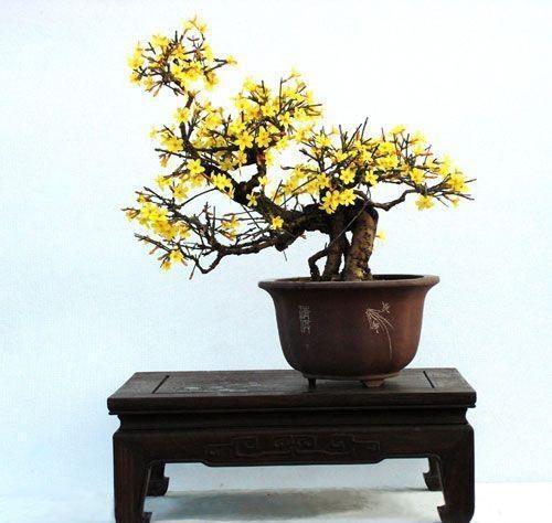 迎春花该如何养殖?养殖迎春花有哪些注意事项?