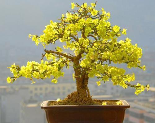 迎春花该如何养殖?养殖迎春花有哪些注意事项?