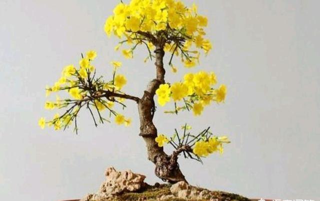 迎春花该如何养殖?养殖迎春花有哪些注意事项?