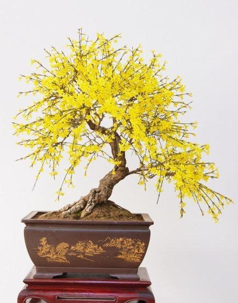 迎春花该如何养殖?养殖迎春花有哪些注意事项?