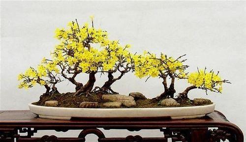 迎春花该如何养殖?养殖迎春花有哪些注意事项?