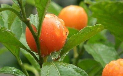 珊瑚樱,果实又多又美,盆栽要如何管理呢?