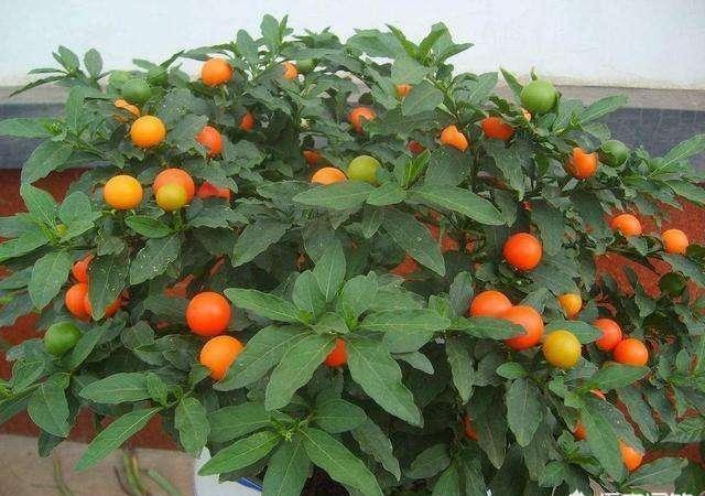 珊瑚樱,果实又多又美,盆栽要如何管理呢?