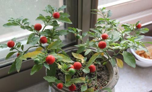 珊瑚樱,果实又多又美,盆栽要如何管理呢?